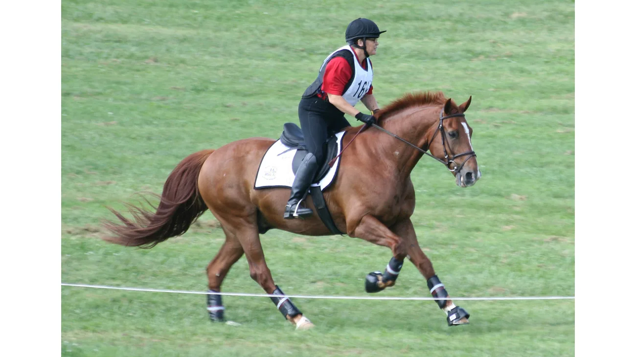 Buying For A Dressage Horse In Europe: An Amateur’s Experience Buying For A Dressage Horse In Europe: An Amateur’s Experience