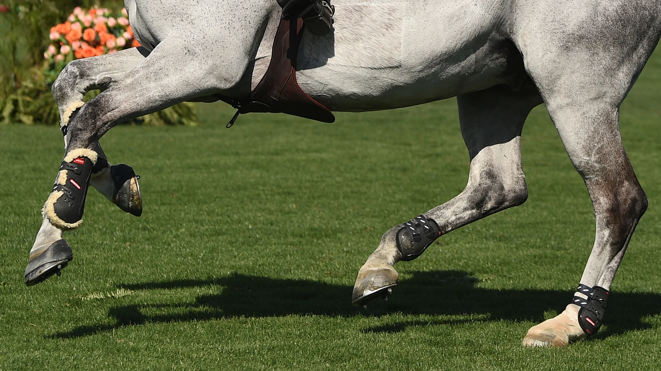 Australia Announces Entries For Paris Olympic Games - The Chronicle of ... Olympic horse breed