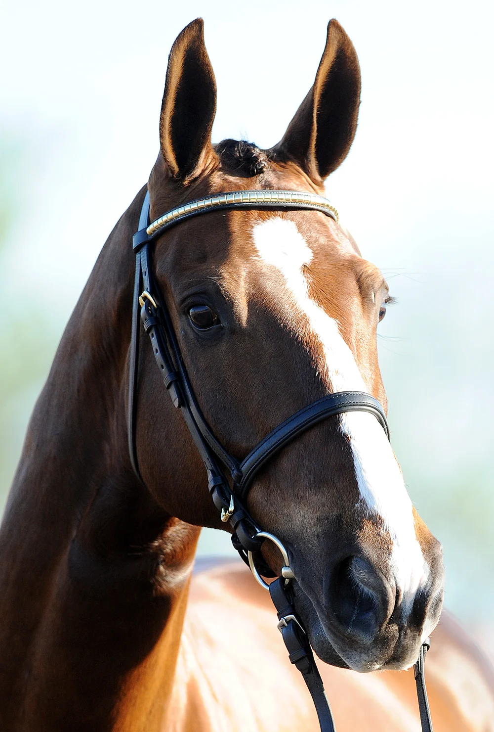 Atkins-Henry-Jota-Hampton-2010-Rolex-Kentucky-Sunday-Jog_0.jpg