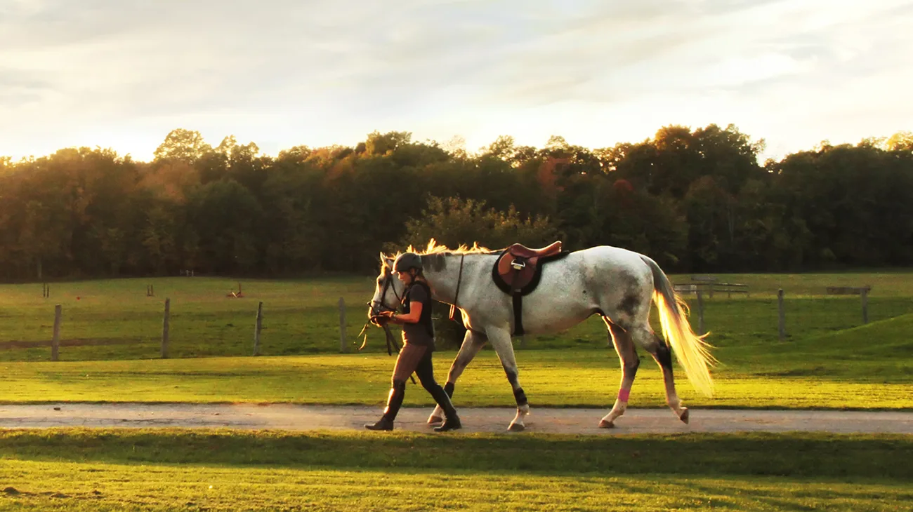 The sun sets over the farm as horse and rider make their way back from a riding lesson.