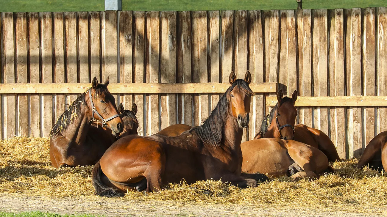 11.05.2021, Goerlsdorf, Brandenburg, GER - Pferde liegen auf einer Weide in einem Unterstand. Gestuet Goerlsdorf. (artgerecht, Fruehjahr, Fruehling, Haltung, Gruppe, Hitzeschutz, Jahreszeit, Koppel, liegen, liegend, Offenstall, Offenstallhaltung, Pferde, Pferdehaltung, Pferdeherde, ruhen, Schatten, schattig, schlafen, schlafend, schuetzen, Schutz, Unterstand, Weide, Weideunterstand, Wetterschutz, Windschutz) 210511D007GOERLSDORF.JPG [Copyright (c) Frank Sorge, Fotograf, Tel. 0049(0)3078705340, Mobil: 0049(0)178 788 5678, Fax: 0049(0)30 78705341, web: www.galoppfoto.de, e-mail: info@galoppfoto.de, Bankverbindung: BIC: BELADEBEXXX, IBAN: DE10 100500000620159286 - NO MODEL RELEASE - bei Verwendung des Fotos ausserhalb journalistischer Zwecke bitte Ruecksprache halten - Foto ist honorarpflichtig!]