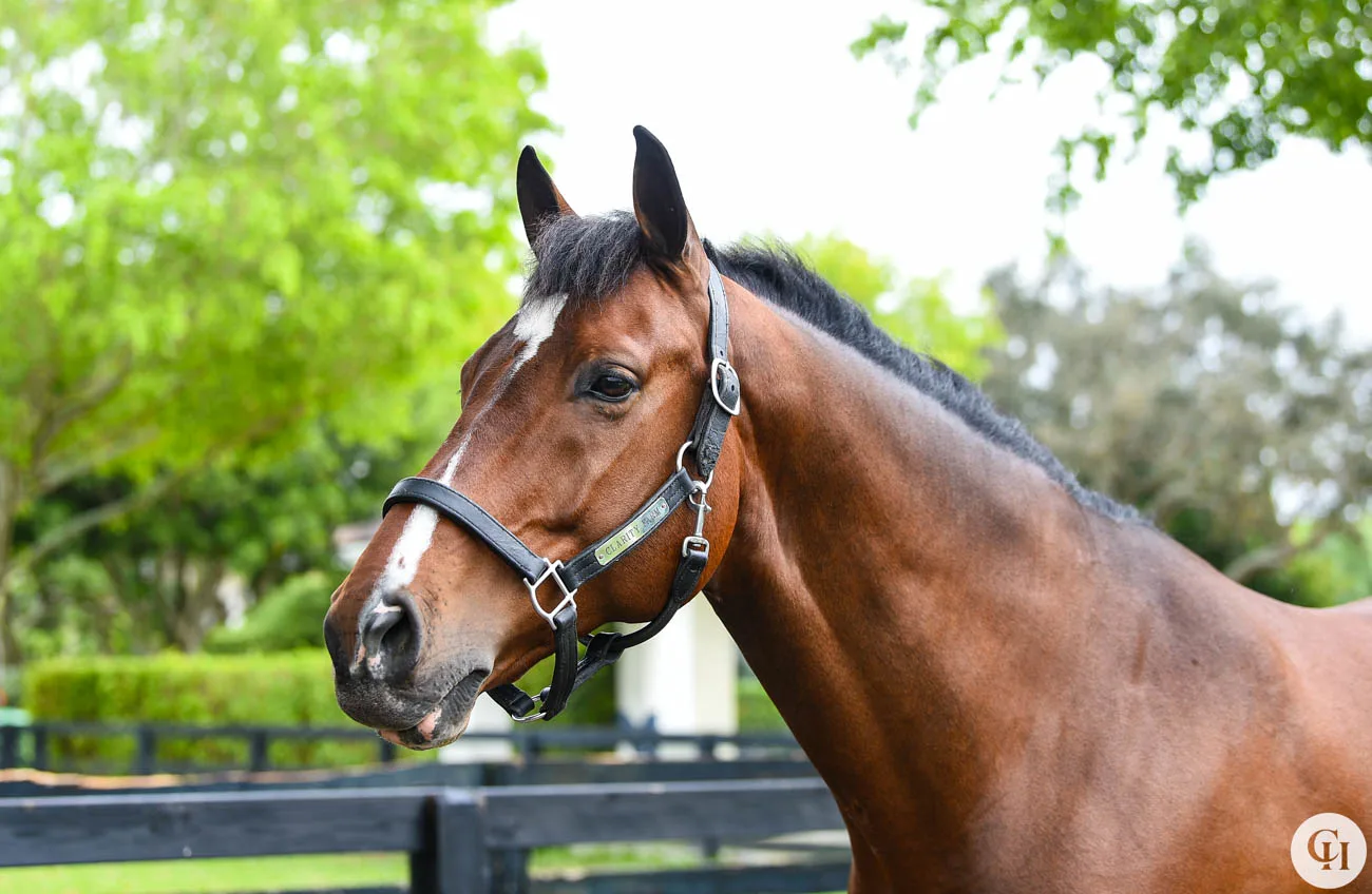 Behind The Stall Door With: Bacchus - The Chronicle of the Horse