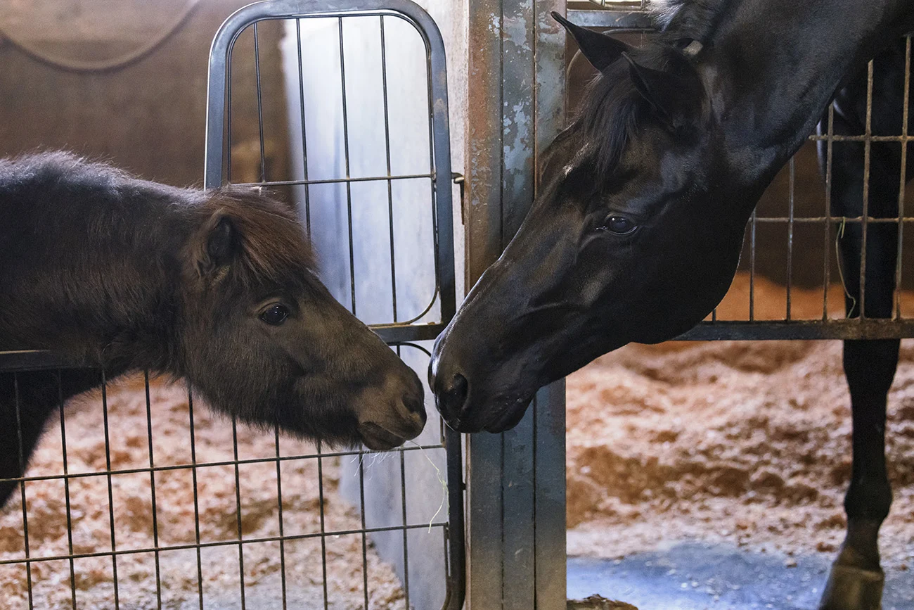 Behind The Stall Door With: Saphir - The Chronicle of the Horse