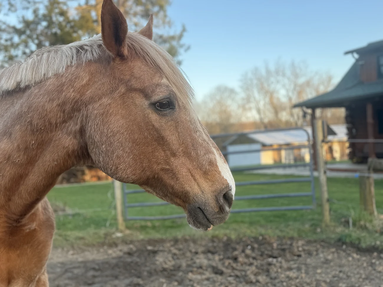 The Horses That Make Us Worry - The Chronicle of the Horse