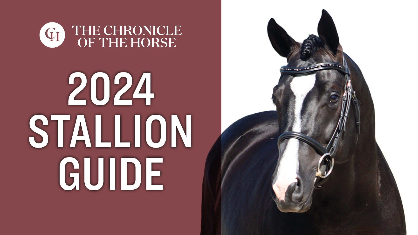 Stallion Guide 2024