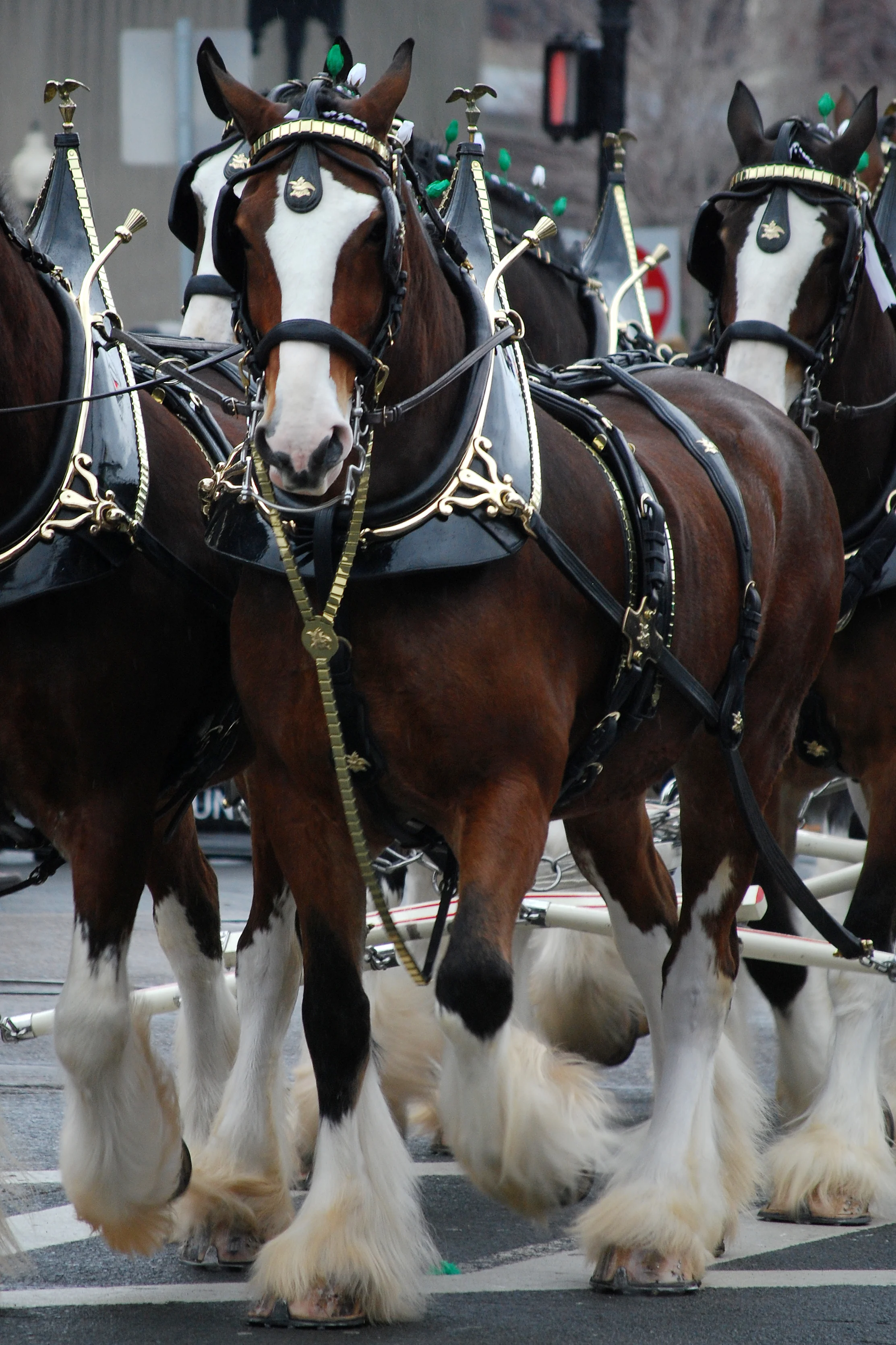 Budweiser_Clydesdales_Boston.jpg