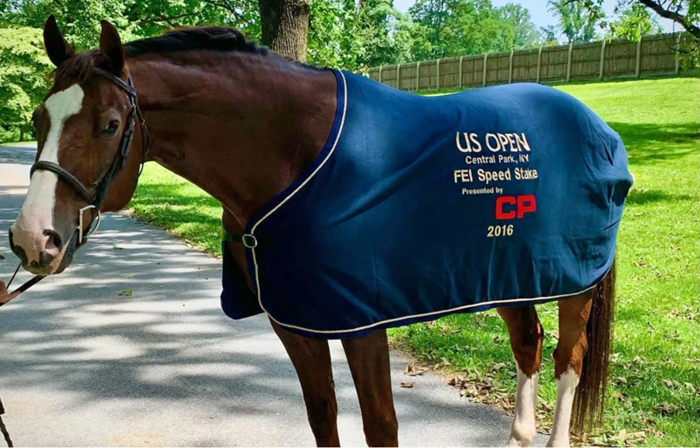 Chestnut horse in cooler