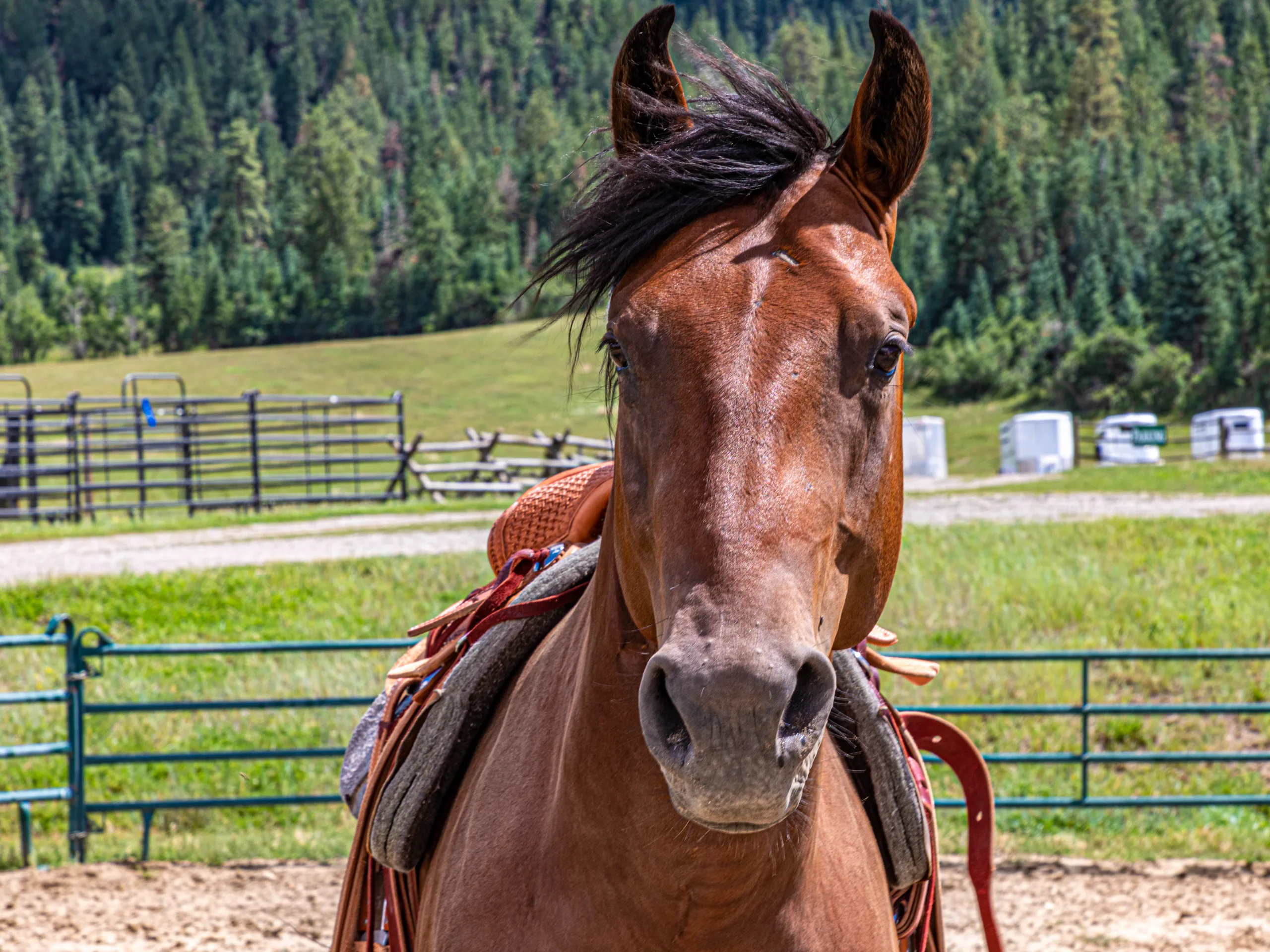 Colorado Horse Ranch For Auction - The Chronicle of the Horse