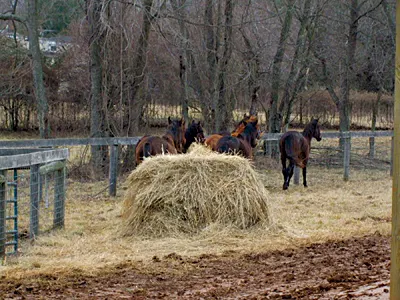 040408HorseCare(Seizure)