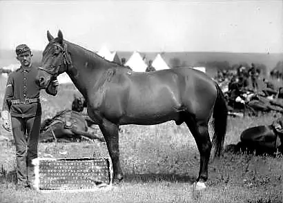 comanche-horse.jpg