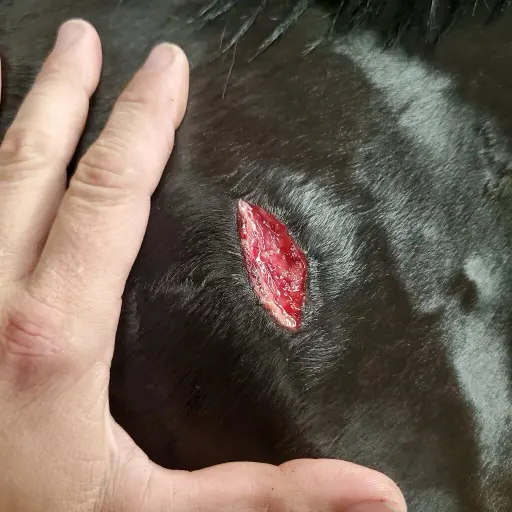 HealingabscessPujol