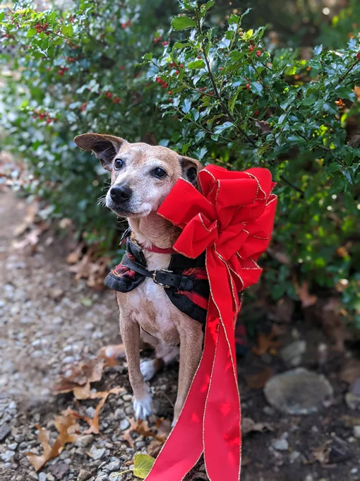 Pippa_Hannah Strobel