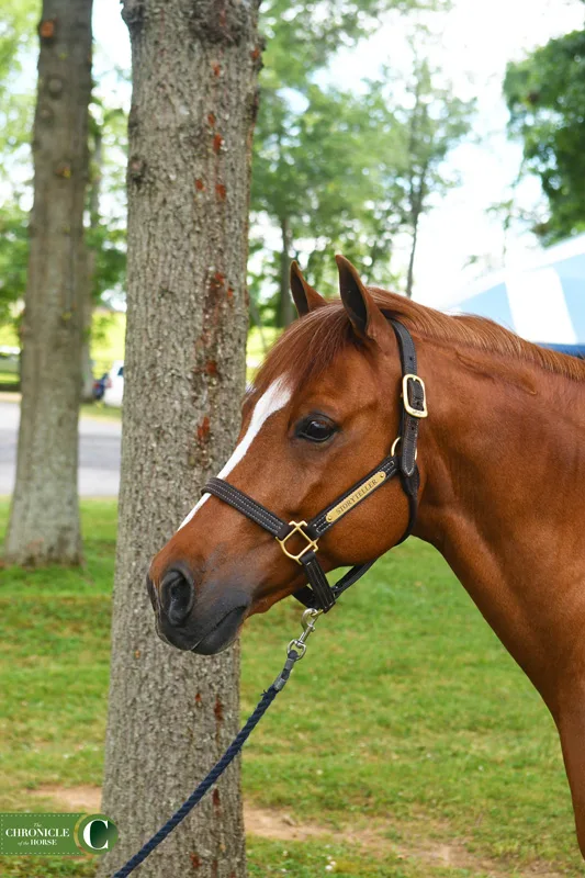 Top Tips For A Truly Beautiful Tail - The Chronicle of the Horse