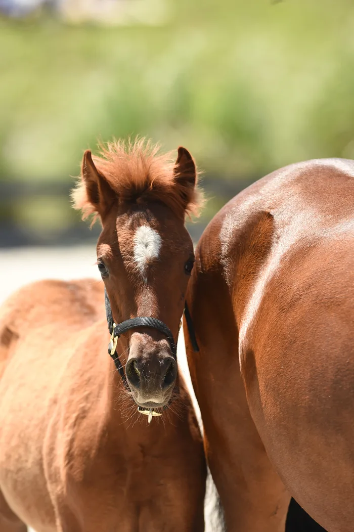 FoalKimberlyLoushin