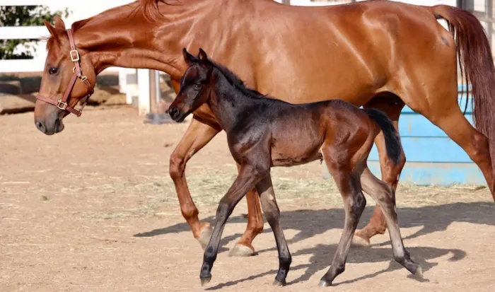 Wyanetta PF with baby Sebastian PF feature