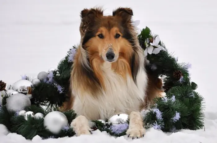 Maggie_Veronica Finkelstein