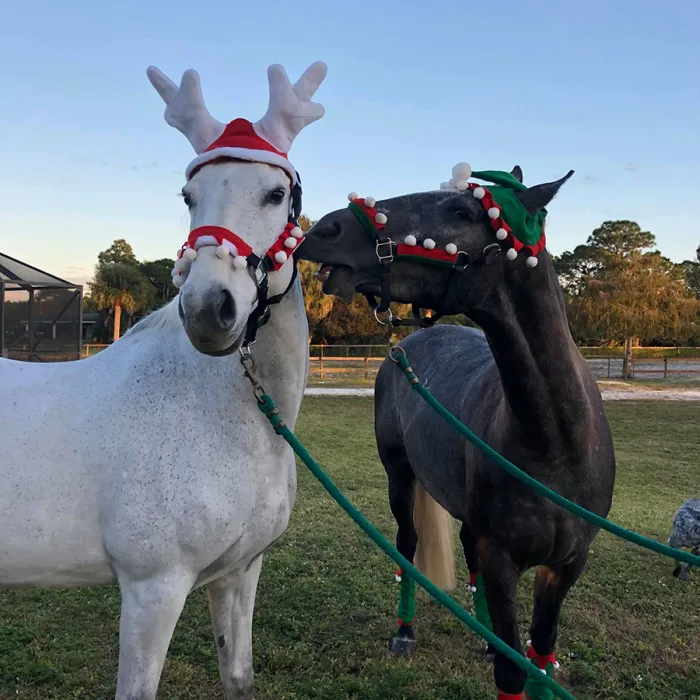 Saluut2u and Final Saluut_Anne Walker