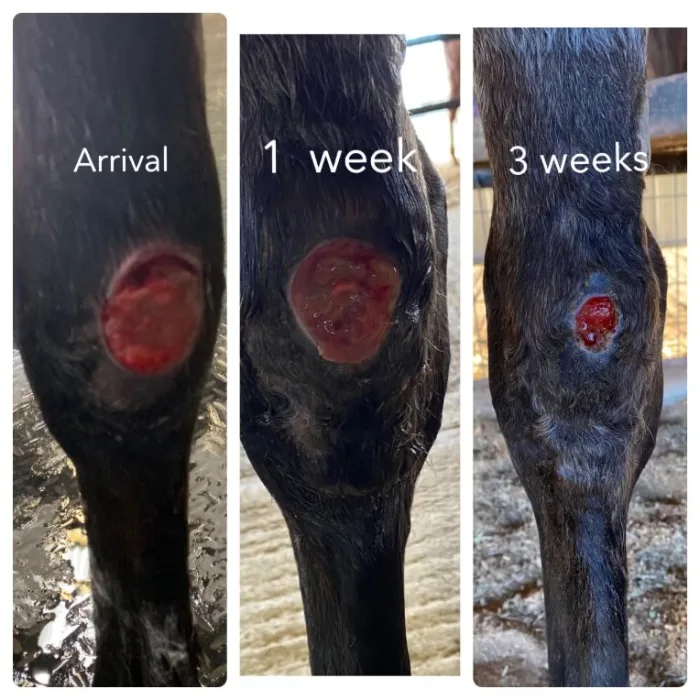 Tanner Equine Wound Membrane