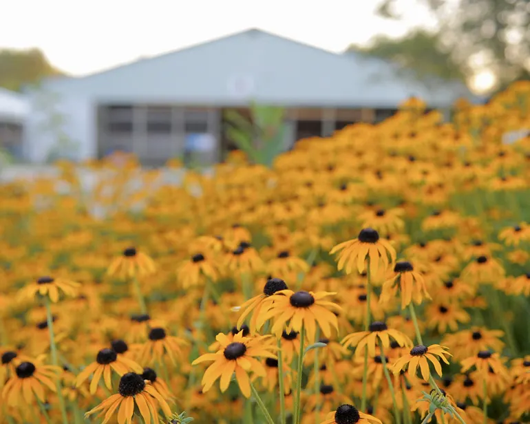 DonaldsonBlackeyedsusans