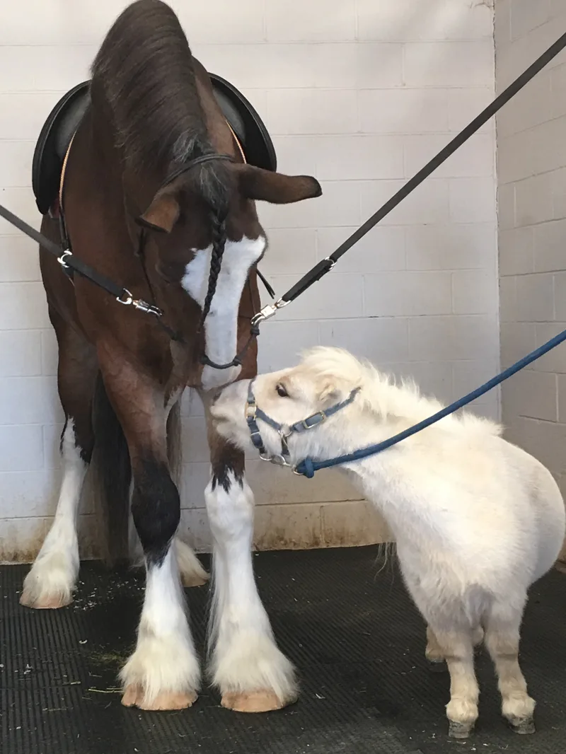 1Sir Teddy with Mini Horse