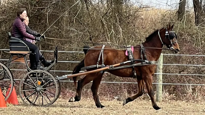 TracyDrivingCarriage2