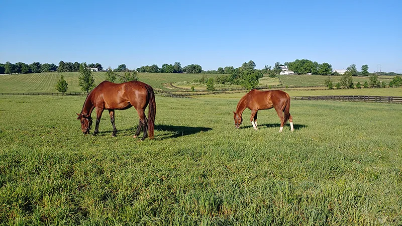 Endeavor Farm Pic 2