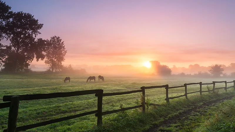 Horses grazing the grass on a foggy morning