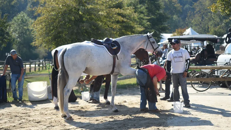 Farrier