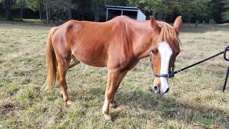 Crackerjackrescue