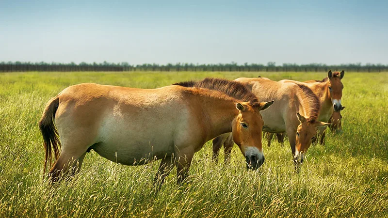 Beautiful Przewalski's horses in wild steppe in nature reserve