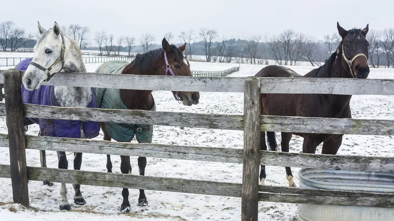 Three horses by a fence and water trough in winter.