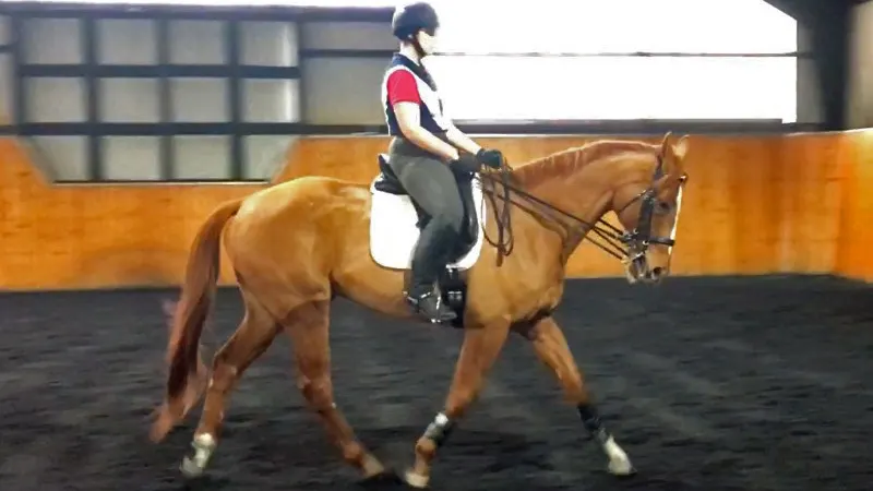 Echo feeling great and in the double bridle. Photo by Dana Ellwanger