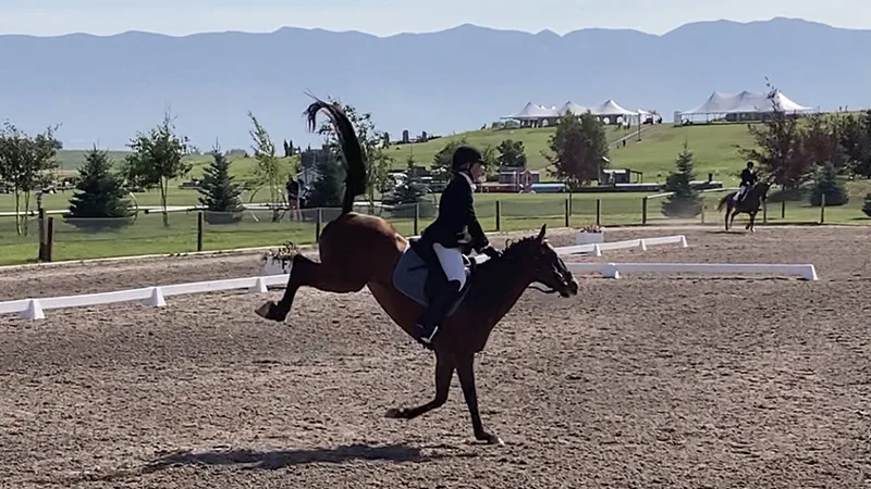 Cairo dressage