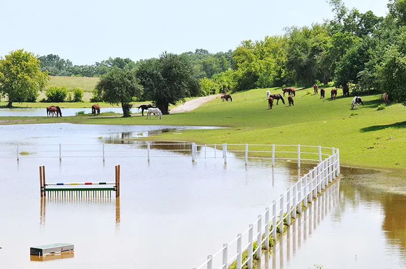 Flooded Pasture