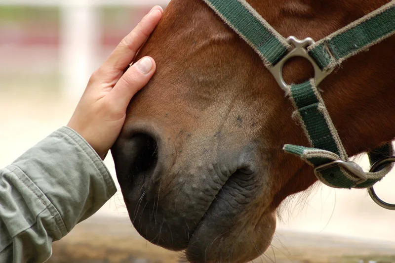 Horses-For-Heroes-photo.jpg