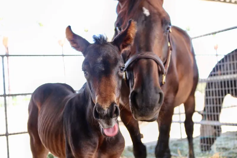 Meiomi PF and her filly just a few hours old copy