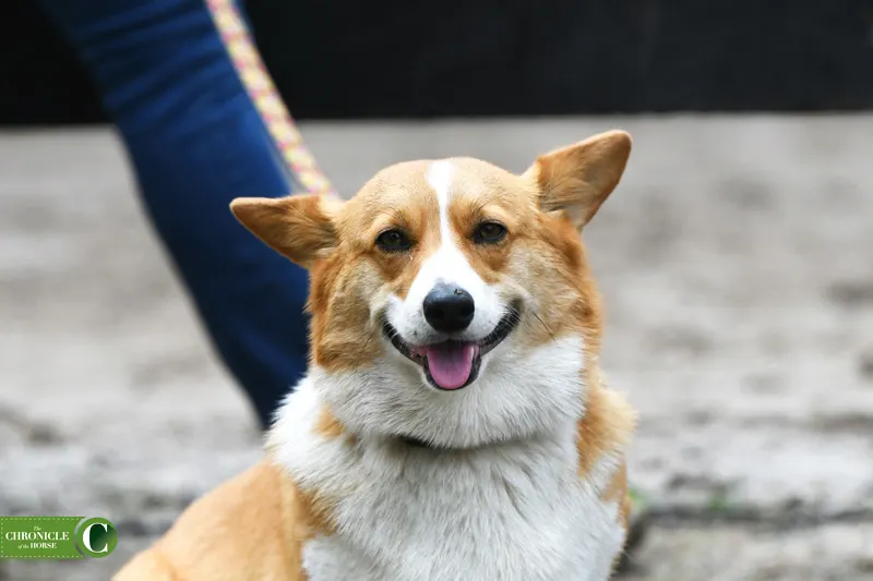 **CorgiKAL_7070