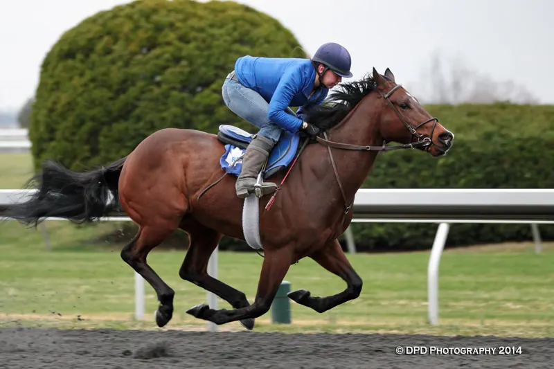 BrinkLaurenNetheryracehorse