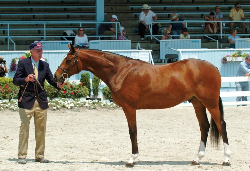 LL Kenny Wheeler Best Young Horse_Molly Sorge