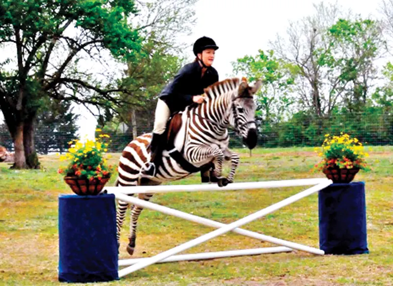 Jumping-Zebra.jpg