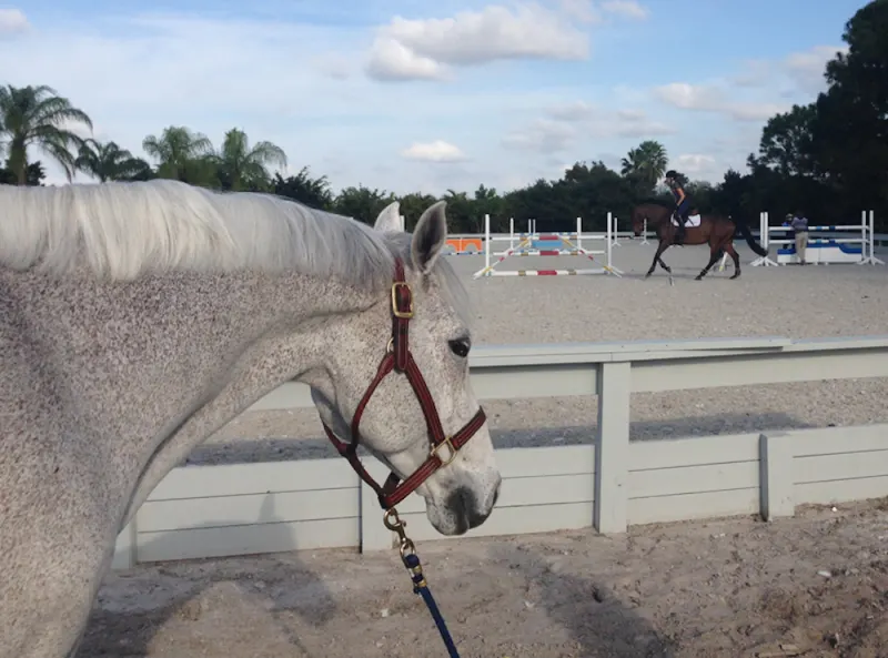 Cedric likes to watch the action, like when Laura Kraut is teaching a lesson. Photo by Ann Glavan