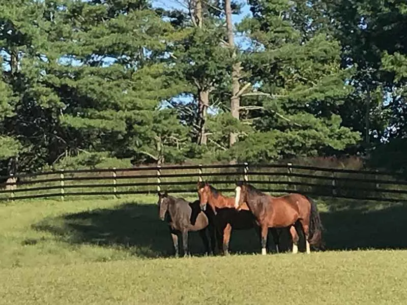 Grazing Beth