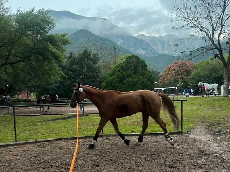 erynnballard wears @@abus_equestrian's AirLuxe Hunter LV 👀 Shop