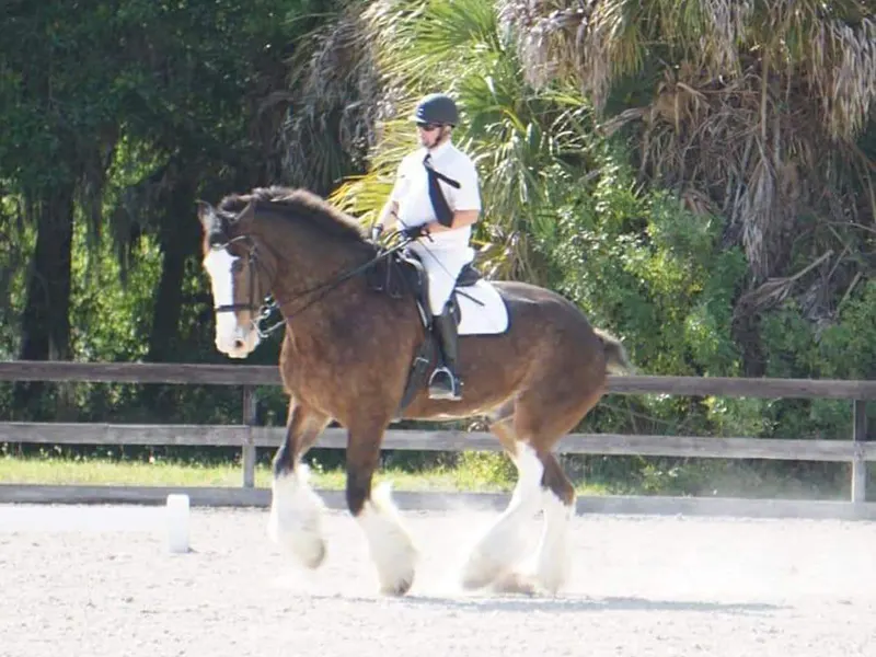 Coledressage