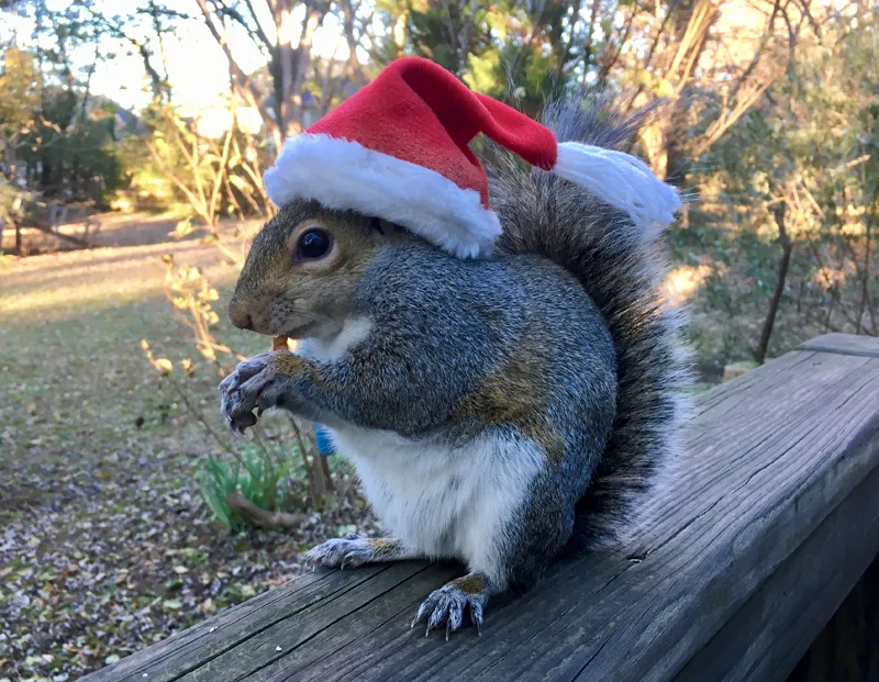 Momma Squirrel in Santa hat