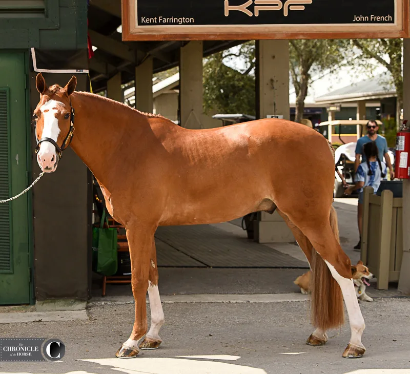 Stubborn horses aren't a real thing