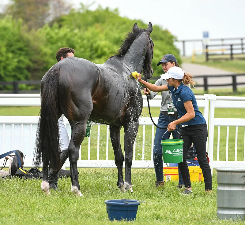 What is the temperature range for a healthy horse?