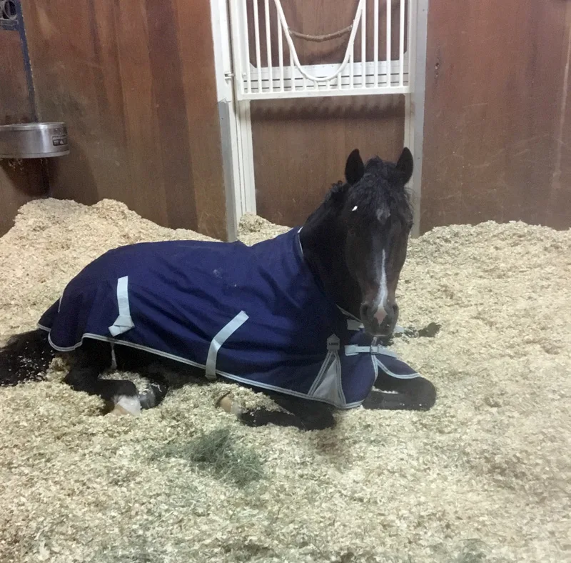 1Sanceo in stall_courtesy Sabine Schut-Kery