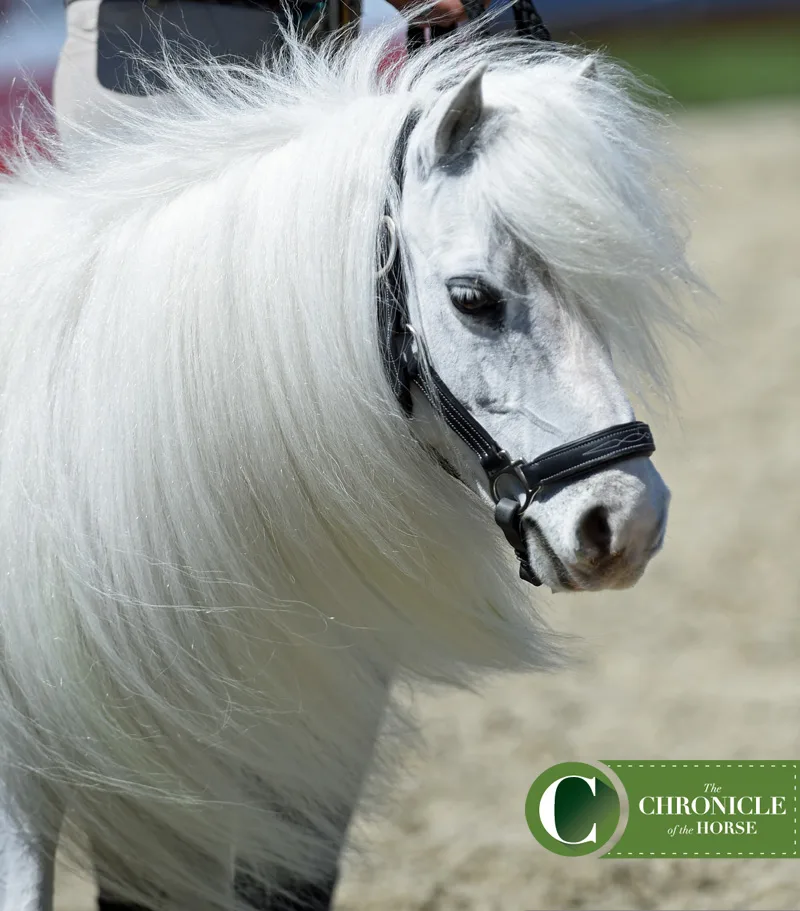 Jigglypuff the mini watched the pre-Million leadline with rapt attention. Photo by Kimberly Loushin.