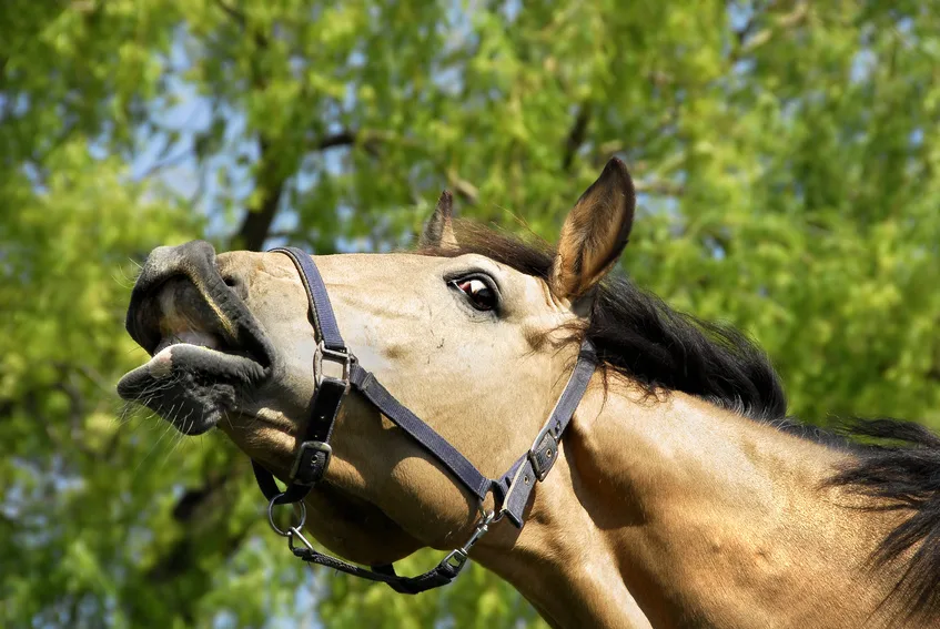 Horse-Lip-Raised.jpg